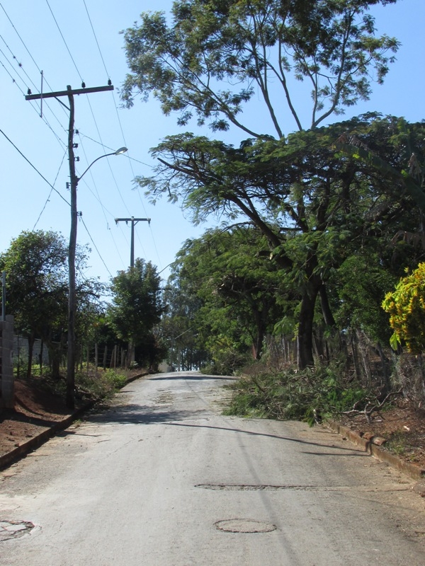 Prefeitura realiza podas regulares das árvores no Distrito de Vila Costina