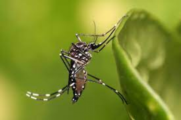 Índice de infestação do mosquito Aedes Aegypti  no Município é considerado preocupante