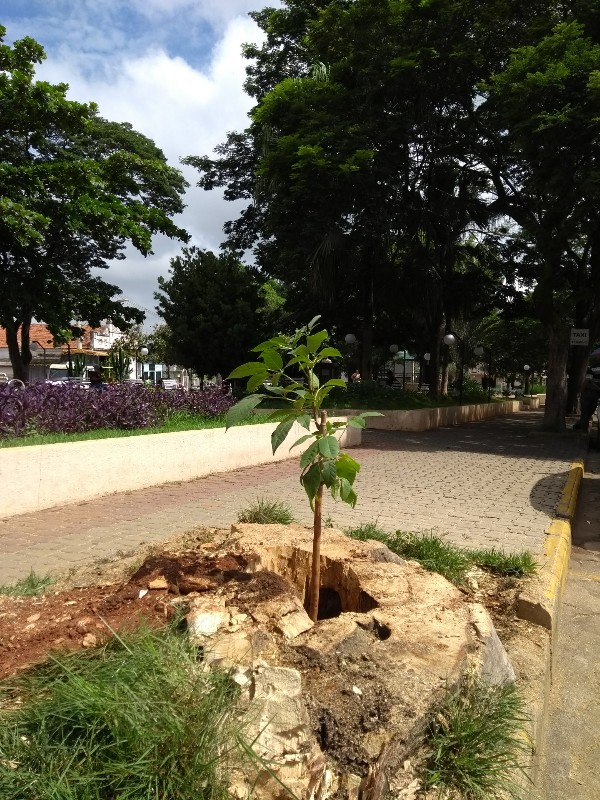 Administração Municipal e Secretaria de Meio Ambiente realizam plantio de árvores em praças da cidade
