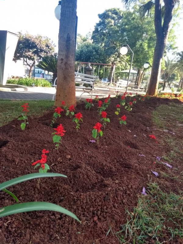 Mudas plantadas na Praça Tonico Rabelo